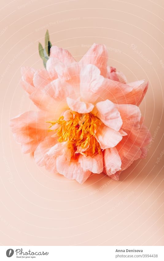 pink peony flower wallpaper