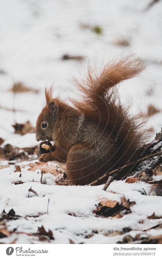 Winter squirrel Squirrel oakhorn rodent Snow To feed nuts Sámen Mammal Wild animal Nature Animal Colour photo Brown Exterior shot Animal portrait Rodent Pelt