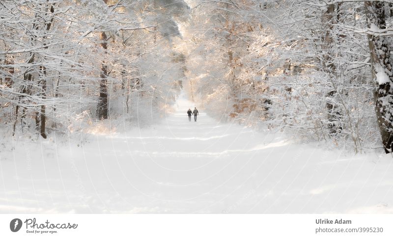 Winter in the fairy tale forest near Worpswede - couple walking hand in hand through a forest covered with snow Couple Snow To go for a walk Romance Love