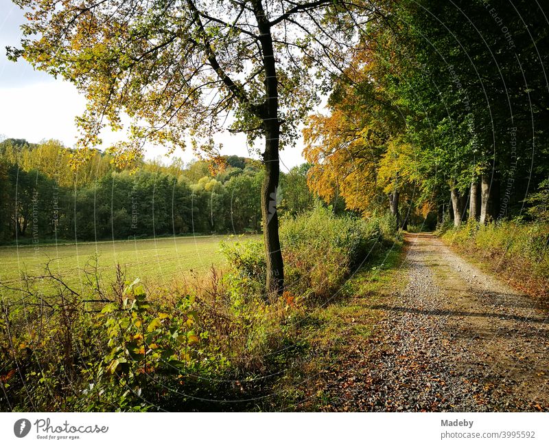 Field path along a forest clearing with green meadows in autumn in Oerlinghausen near Bielefeld in the Teutoburg Forest in East Westphalia-Lippe Meadow