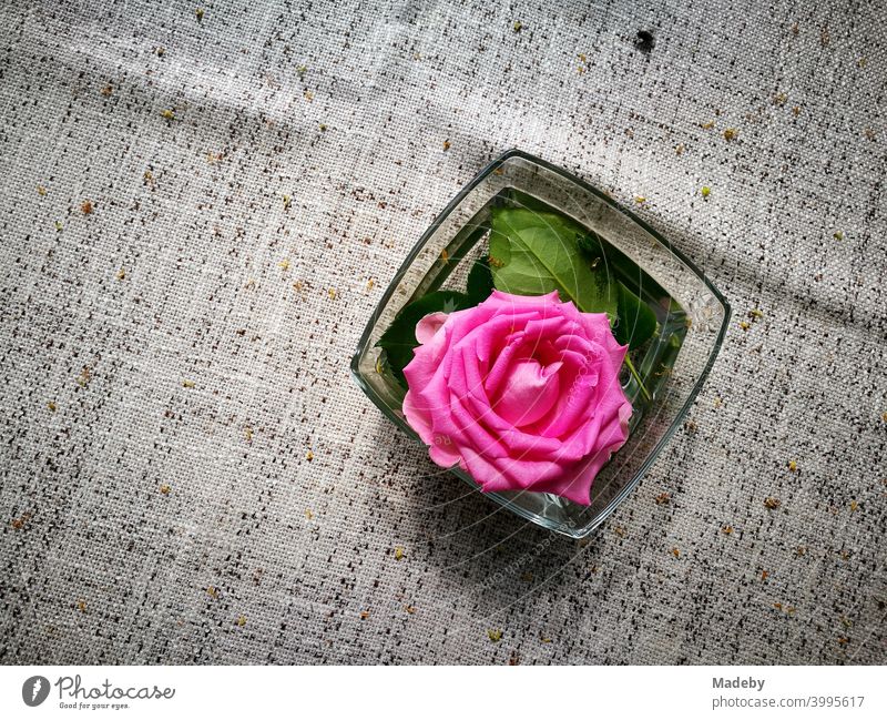 Decorative purple rose blossom in a glass bowl from table decoration on natural-coloured tablecloth in the beer garden at the Bartholdskrug in Oerlinghausen near Bielefeld in the Teutoburg Forest in East Westphalia-Lippe
