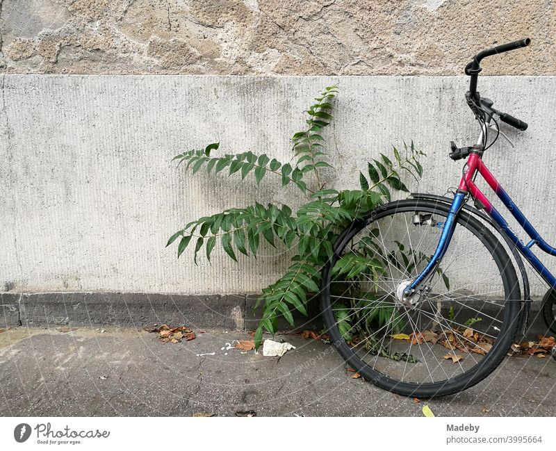 Old colourful bicycle with wild growing green plant on grey asphalt in front of old facade in natural colours in Cologne at the Rhine in North Rhine-Westphalia