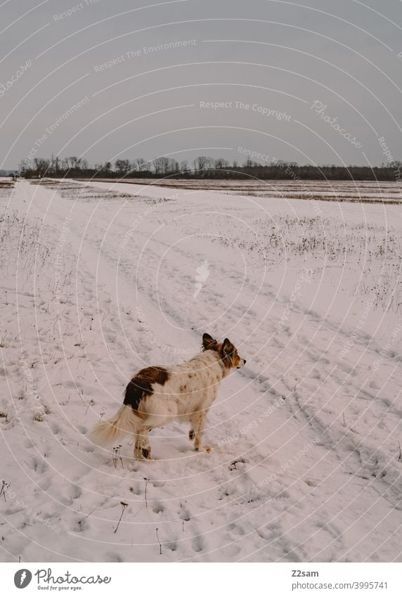 Dog on the heath looks into the distance Winter walk Pet Animal Looking farsightedness Going for a walk Snow winter landscape Tracks White Pelt Small Dream