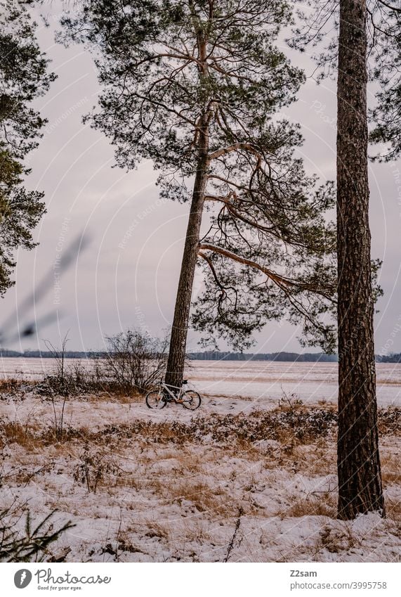 Mountain bike standing against a tree in winter landscape Cycling tour Winter Snow trees Forest Sky Bicycle Sports Trip chill Landscape Nature Bushes lean Break