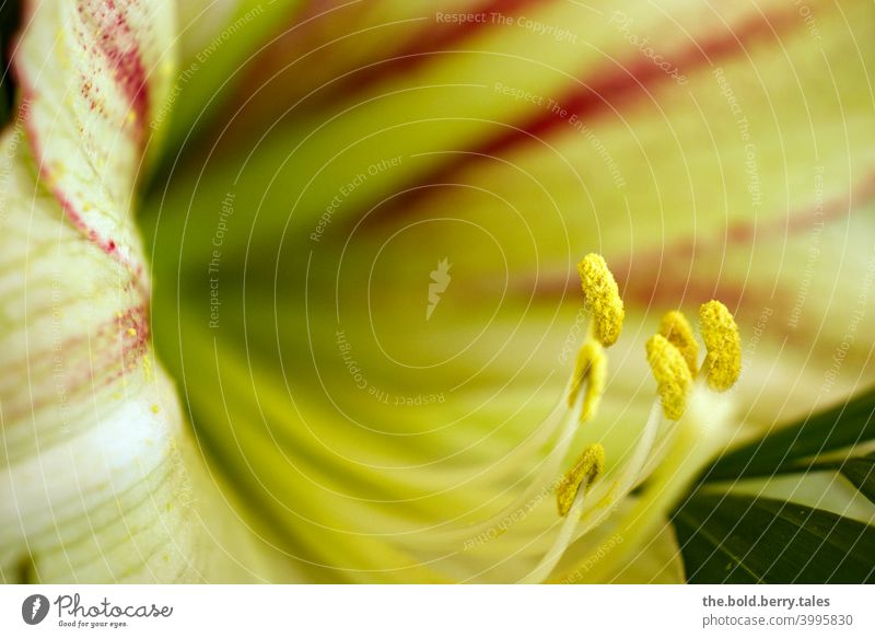 lily Blossom Flower Plant Macro (Extreme close-up) pretty Pistil Interior shot Colour photo Detail Spring Blossoming