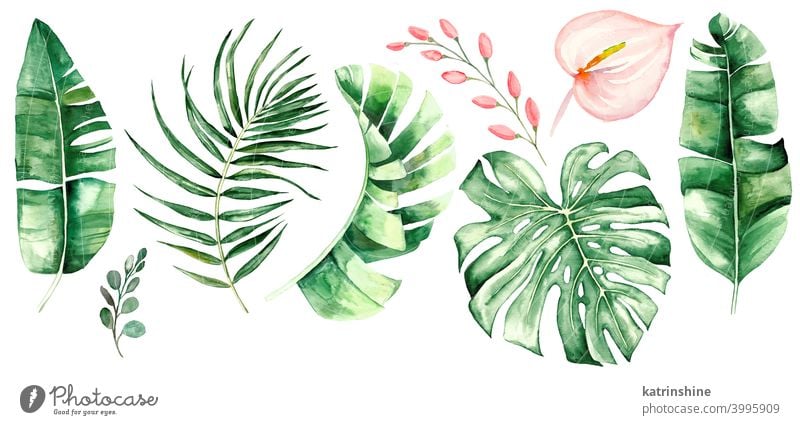 Watercolor tropical leaves and flowers illustration watercolor monstera banana palm fern floral pink blush Drawing green jungle paper Botanical Leaf exotic