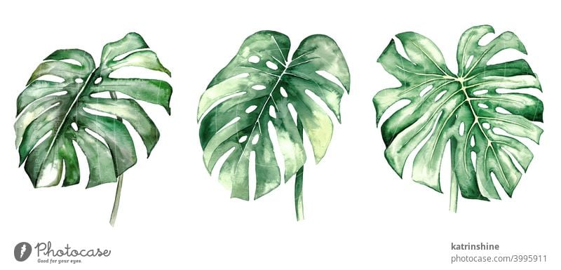 Watercolor monstera tropical leaves illustration watercolor Drawing green jungle paper Botanical Leaf exotic Hand drawn Ornament Plant Foliage Paint Isolated