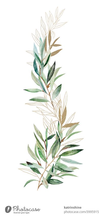 Watercolor green and golden Olive branches illustration watercolor Olives leaves border Drawing paper Botanical Leaf Round Hand drawn Ornament Plant Foliage