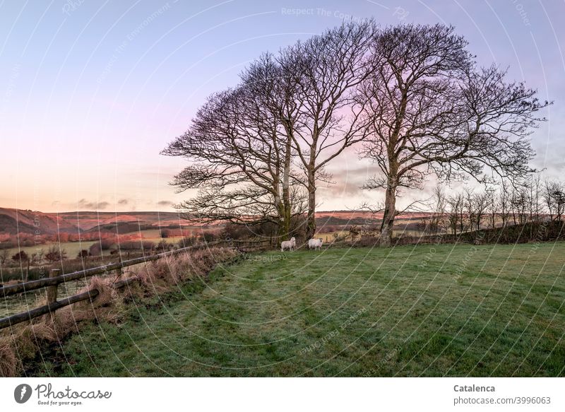 At daybreak on this December morning, both sheep stand in the far corner of the gate, by the big beeches Nature Landscape trees Book Meadow Hedge Grass Dew