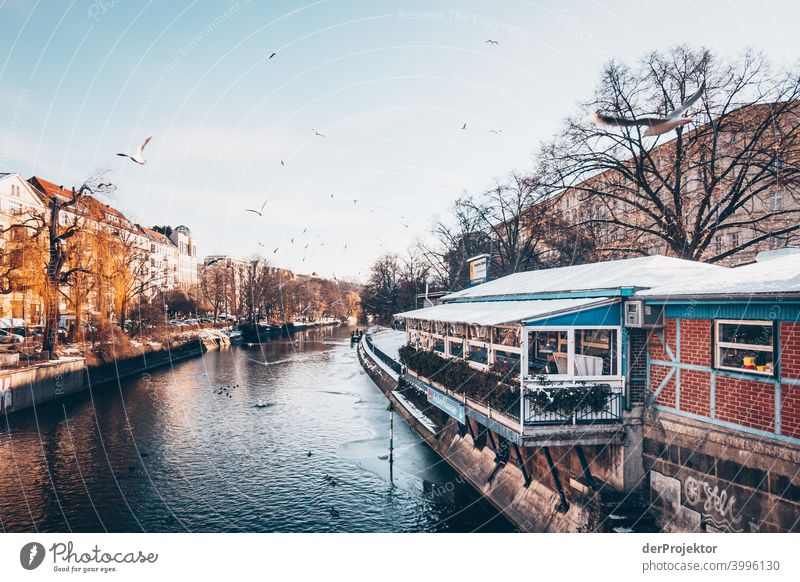 Landwehrkanal with seagulls in winter in Kreuzberg Wall (barrier) Wall (building) Hip & trendy Light Day Copy Space middle Exterior shot Experimental