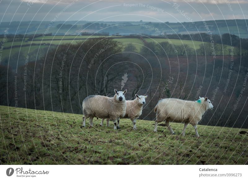 Three sheep on a winter pasture Season Winter daylight Day Sky Horizon Farm animals Grass Hedge Meadow trees Landscape Nature Clouds Wool Agriculture