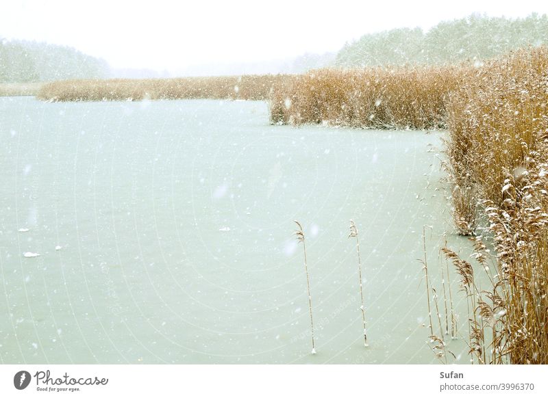 Snow flurry at the lake snowflakes Lake Lakeside Ice bank reed Winter mood Cold Wind Frost chill White Gray Brown blow snow Loneliness Air icy air Nature