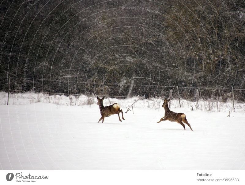 On the move - Two deer run across a snowy area while it is snowing heavily. Roe deer Deer Winter Animal Wild animal Exterior shot Colour photo Nature Day