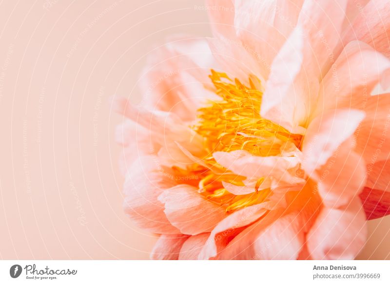 Amazingly beautiful pink Peony on light pink background. Card