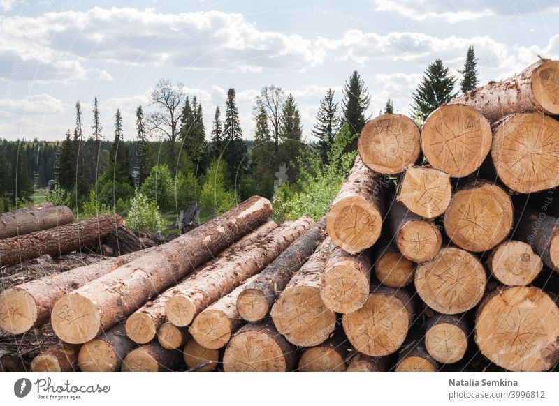 Pile of numbered felled coniferous trees is lying on the ground. cutting warehouse deforestation stack environment green heap horizontal industry landscape log