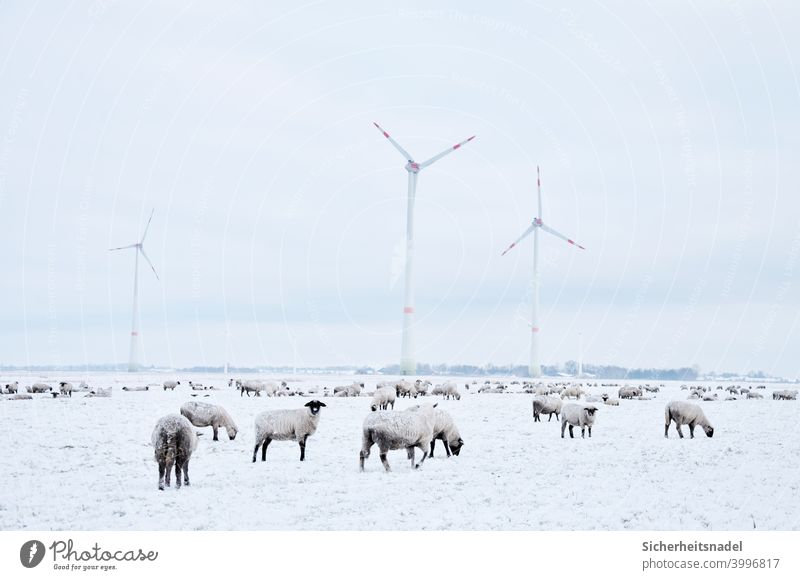 Sheep on snow covered meadow sheep Flock Sheepher Group of animals Exterior shot Herd Meadow Farm animal Deserted Landscape Day windmills Country life Snow