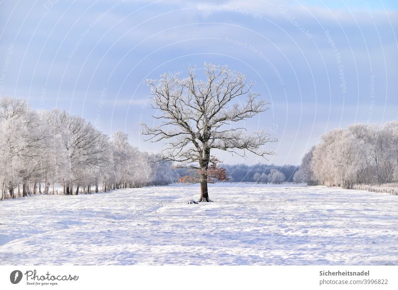 Tree on meadow Nature Field Landscape Meadow Deserted Day Exterior shot Beautiful weather Winter White Snow snow-covered Snowscape Winter mood Willow tree Cold