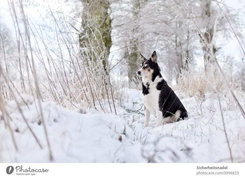 Watchful dog in the snow Dog Pet Exterior shot Animal portrait Deserted Day border collie Snow Colour photo Herding dog Nature Observe Watchfulness Winter White