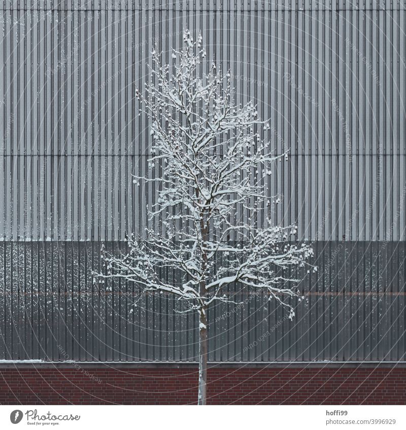 Snow covered tree in front of a dreary industrial facade Tree Warehouse snow-covered snowcapped tree snowcapped branch ice and snow Winter mood minimalism Cold