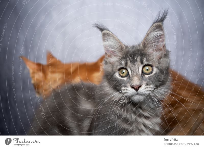 cute maine coon kitten portrait with copy space and another cat walking in the back maine coon cat longhair cat purebred cat pets fluffy fur feline ginger cat