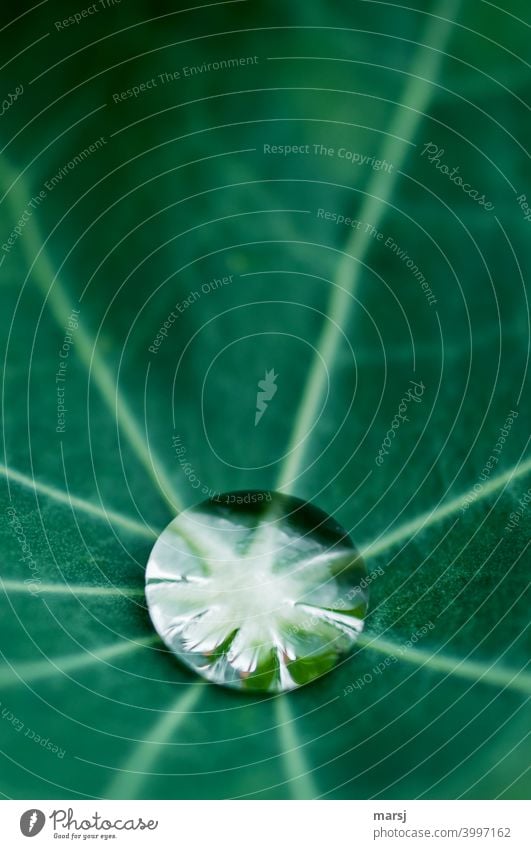 Fresh kick for the new week. Pure water drop on green leaf Fluid strength Wet Small Glittering Illuminate Elegant invigorating Esthetic Surface tension Round