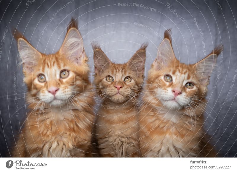 group of three ginger maine coon kittens sidy by side cat maine coon cat longhair cat purebred cat pets fluffy fur feline ginger cat gray white tabby cute