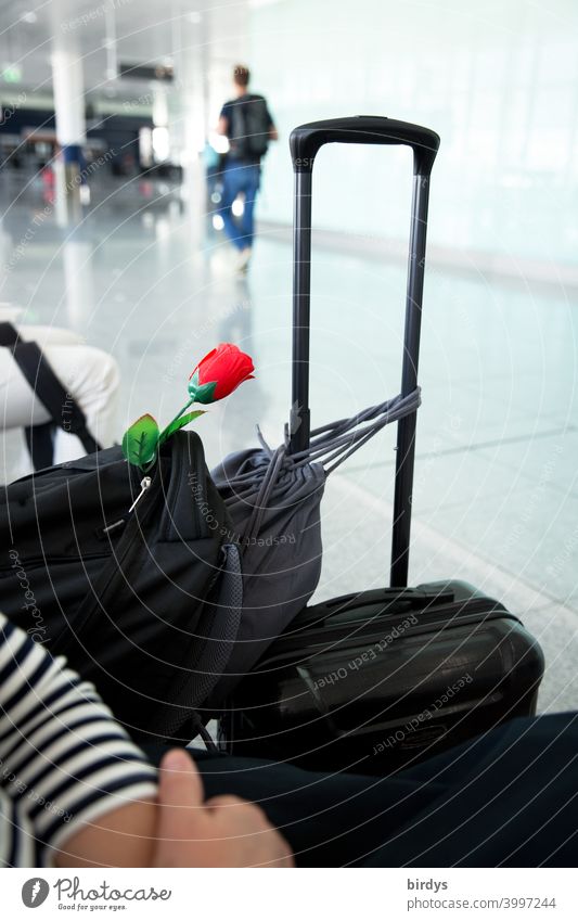 Long distance relationship . Traveler with red rose in luggage in almost empty waiting area of an airport.weak depth of field travel long-distance relationship