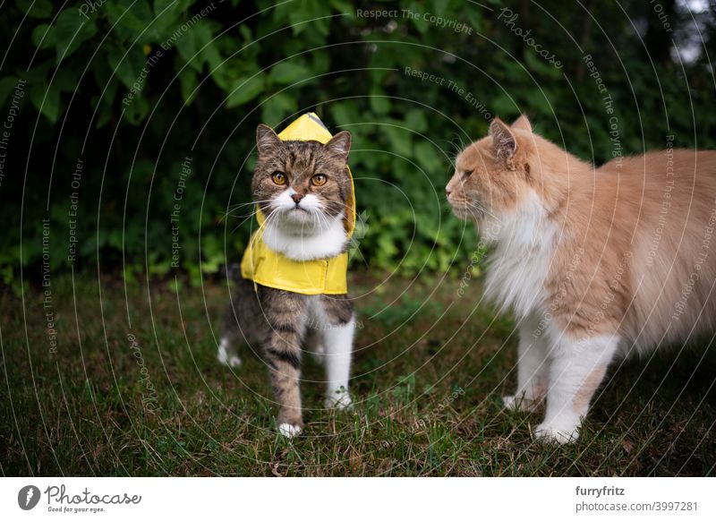 tabby white cat wearing yellow rain coat outdoors in bad weather raincoat rainy wet two animals looking at camera standing cute adorable nature plants lawn