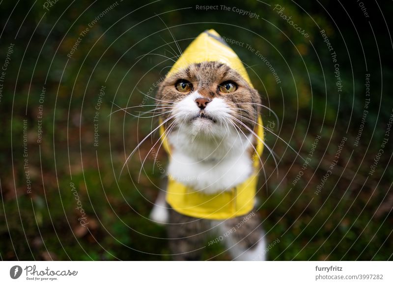 tabby white cat wearing yellow rain coat outdoors in bad weather