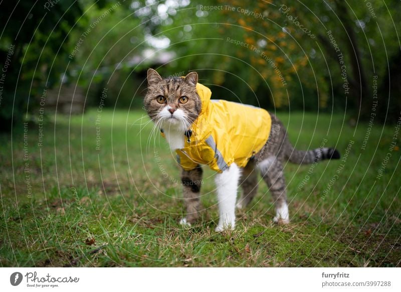 tabby white cat wearing yellow rain coat outdoors in bad weather raincoat rainy wet one animal looking at camera standing cute adorable nature plants lawn