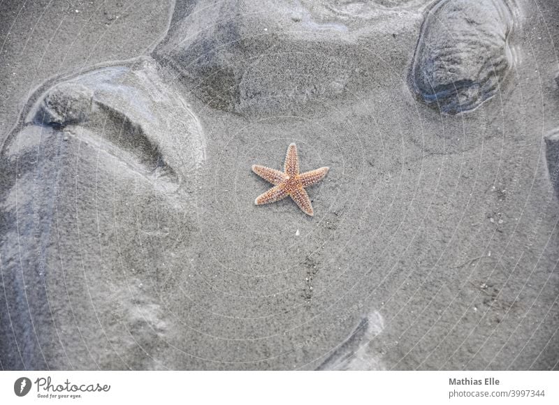 Red starfish in the sand Starfish Deserted Multicoloured Exterior shot Summer Vacation & Travel Sandy beach Maritime Vacation photo Abstract Copy Space bottom