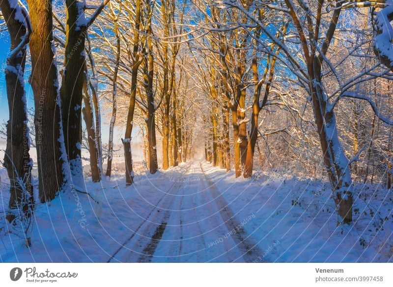 Forest road in winter with snow, on the way side large oak trees Forest path forest woods grass branch branches nature lumbering lumber industry timber industry