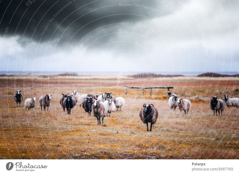 Goat flock in cloudy weather by the sea season country rain domestic mammal fur beautiful graze highlands environment wilderness day rural countryside storm