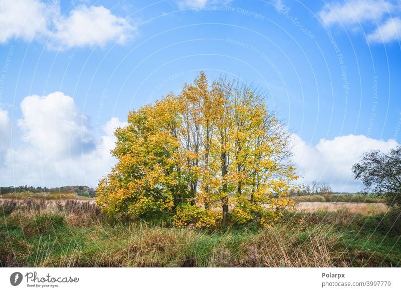 Colorful autumn scenery with trees straw vibrant pasture country garden countryside meadow nobody maple leaf seasonal scenic october sunlight field outdoors