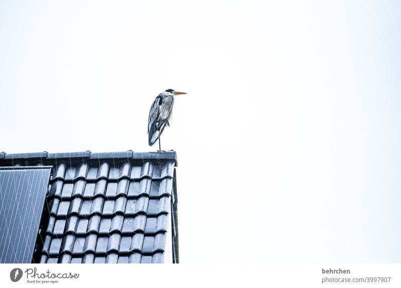 So, any fish today? Roof Bird herons Grey heron Heron Observe on the lookout feathers pretty Colour photo Animal Wild animal Exterior shot Nature