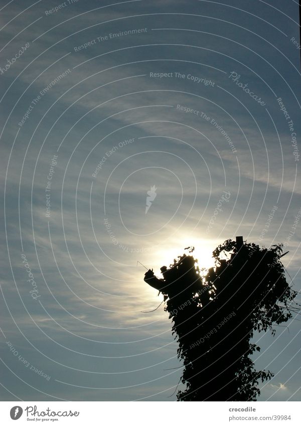 Hidden Sun Tree Clouds Dark Overgrown Blue Bright Sky