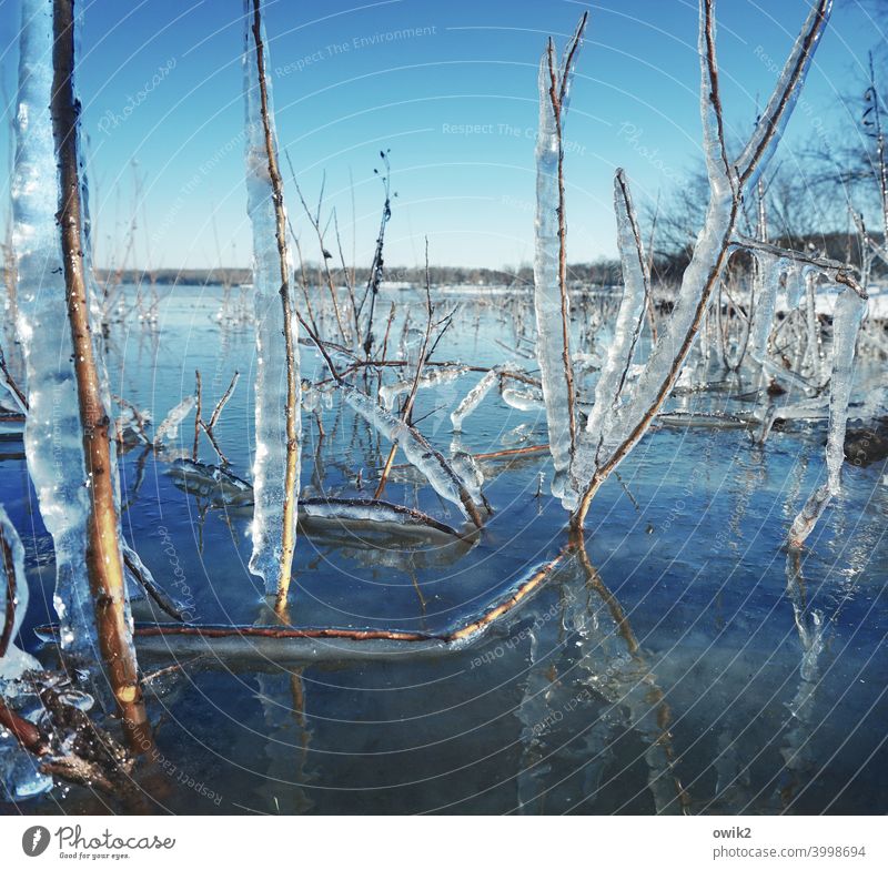 At the sea of glass Plant Wild plant Frost Ice Frozen Near Cold Twig Environment Winter Colour photo Ice crystal Structures and shapes Detail Exterior shot