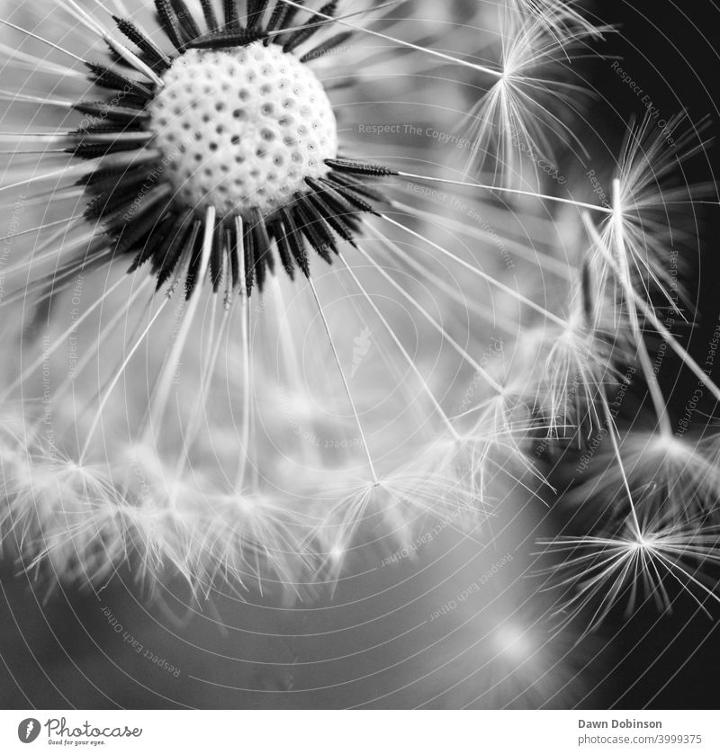 Close Up Image of a Dandelion Seed Head in Black and White dandelion seed macro black and white Flower Nature Wind Spring Close-up Delicate