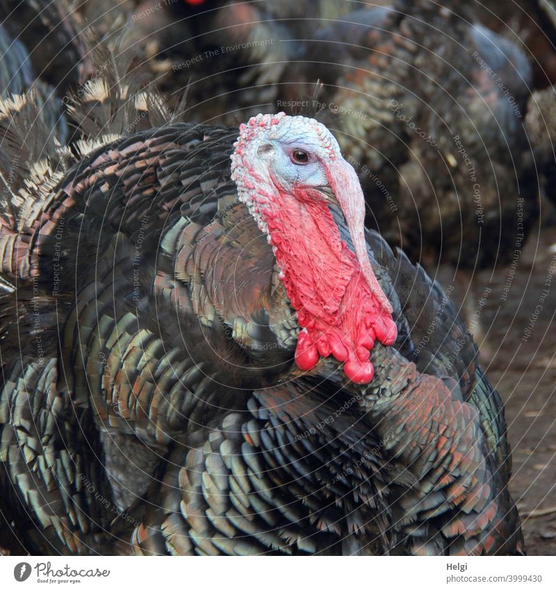 Macho - Portrait Of A Puffed Up Turkey Hen bronze turkeys Bird breed Poultry poultry breeding plumage Head Neck Fleshwarts Meatpins Turkey Farm puffed up