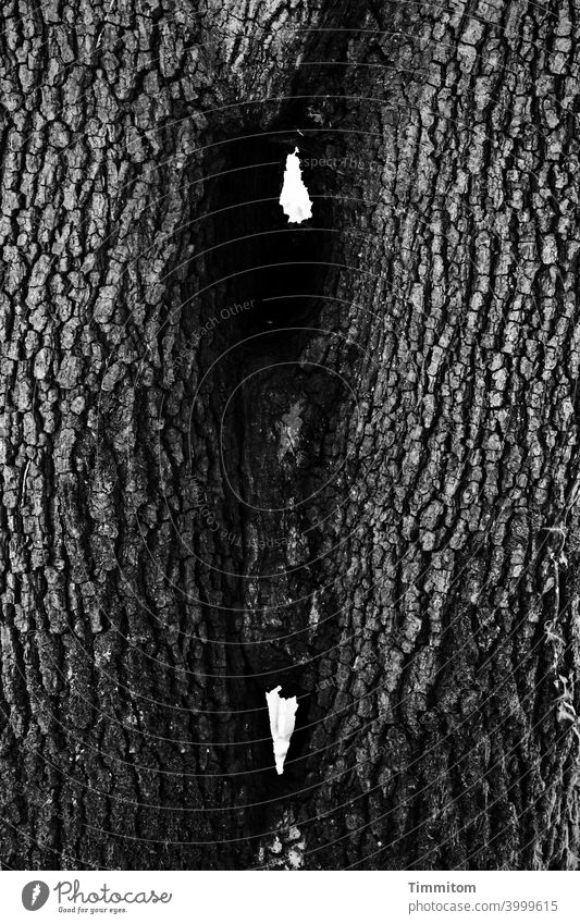 Two trees, very closely connected Tree Tree trunk bark Narrow interconnected Consolidate Nature Wood Black & white photo Vista