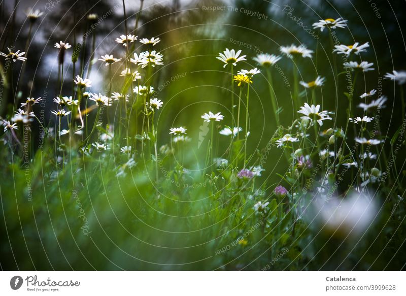 margarite meadow Nature Day Summer Wild plant fade Flourish wax Blossom Plant flora daylight Flower Meadow flower Green Yellow Blue