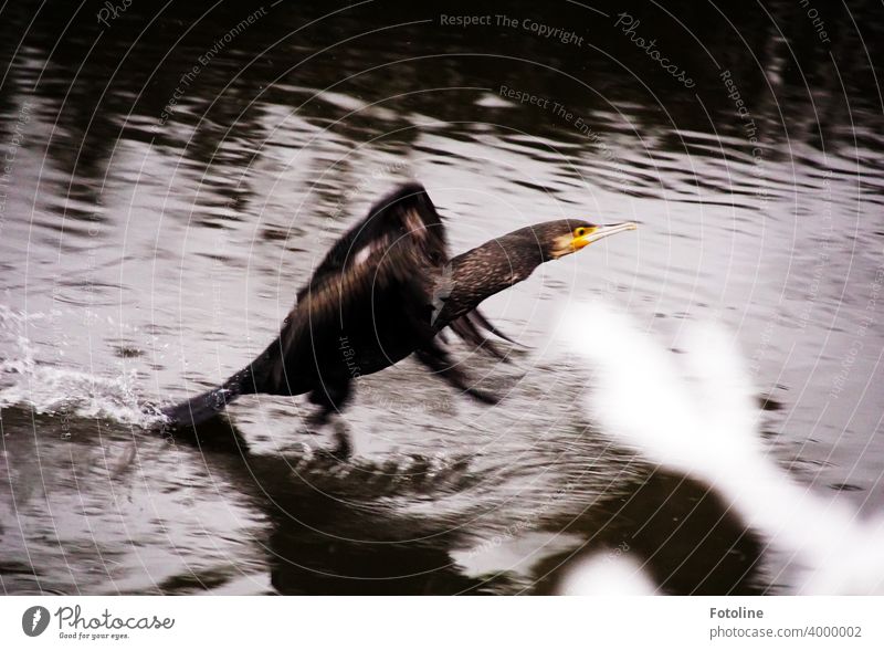 A cormorant gives everything at the start on the water Cormorant Bird Animal Colour photo Exterior shot Nature Deserted Day Wild animal Environment naturally 1