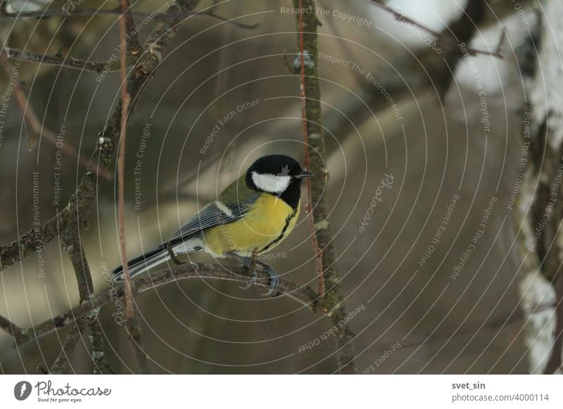 Great tit with a yellow belly, green wings, black cap and tie sits on a birch branch on a cloudy winter day on a dark background. Titmouse in winter. animal