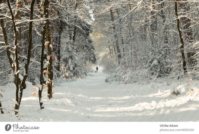 Walk with dog in winter fairy tale forest Osterholz-Scharmbeck Garlstedt Forest Snowscape Winter trees Frost Winter mood Winter wonderland White