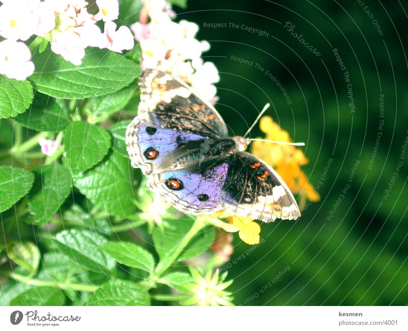 butterfly :: butterfly Butterfly