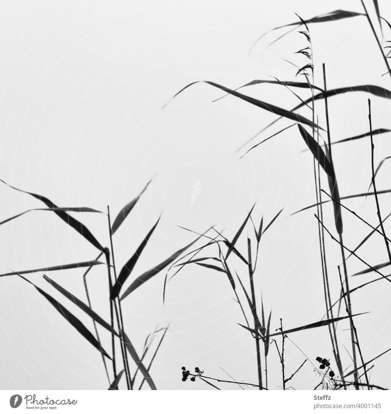 Reeds in front of an invisible lake Common Reed reed reed grass Grass Lakeside Reed Reed Habitat winter grass Nordic tall grass Minimalistic blades of grass
