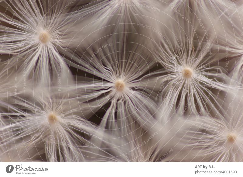 Macro of a dandelion Sámen Dandelion buttercup Nature macro Flower Faded Delicate Noble Pure Purity