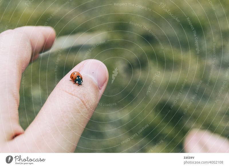 little ladybug perched on the thumb skin of a girl's hand human trust fingernail peace spot friendship hope team wish person ladybird love life luck flier
