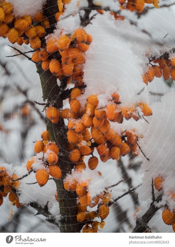 Orangefarbene reife Früchte des Sanddorns hängen an schneebedeckten Ästen und Zweigen. Frucht Baum Schnee eingeschneit Strauch Eis Winter Frost gefroren