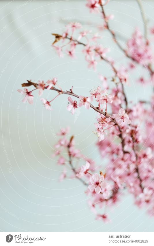 spring branch Twig Spring Pink interior Decoration Vase Flower vase Blossom come into bloom Delicate pretty Blossoming Interior shot unostentatious Colour photo
